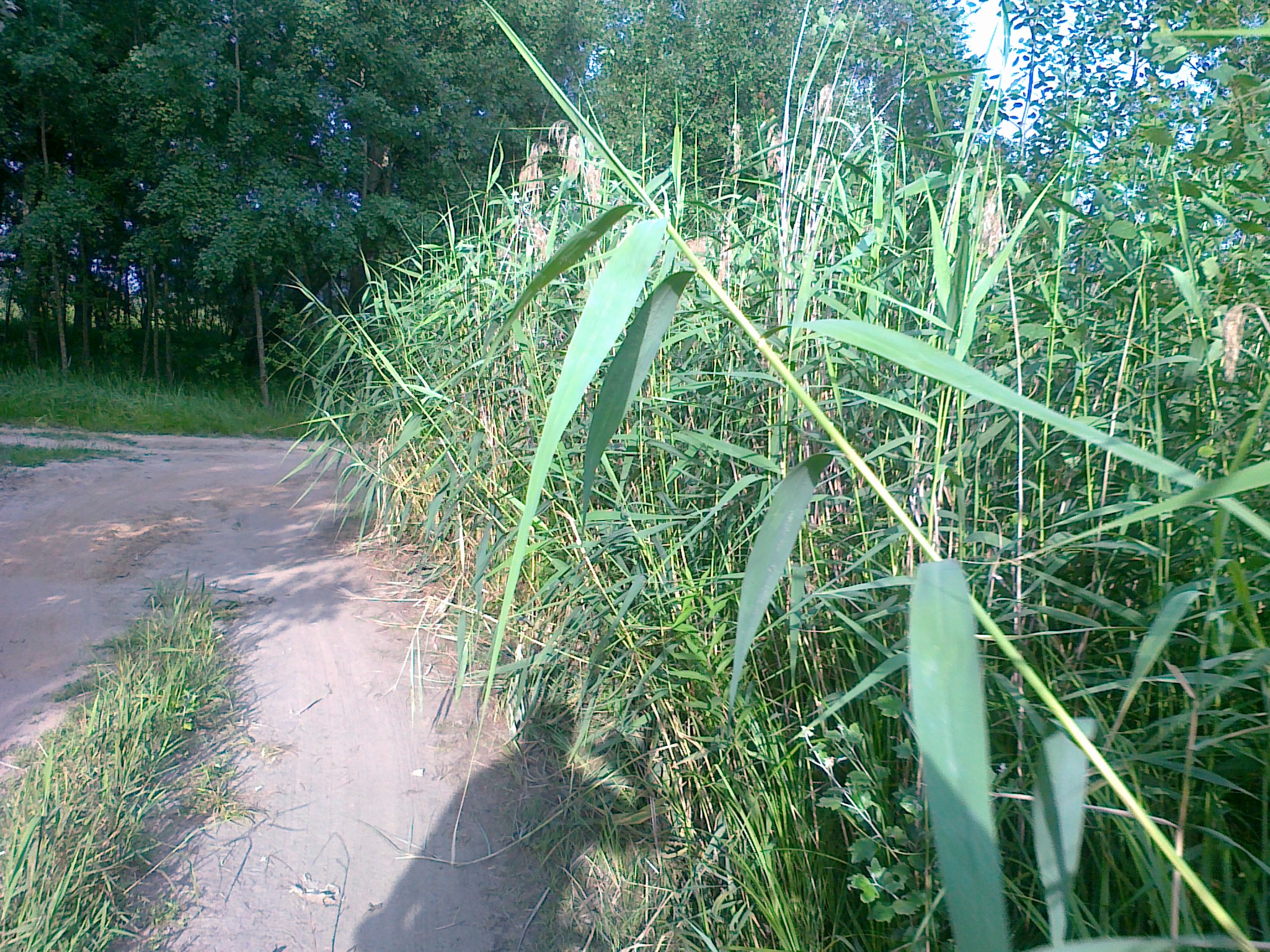 trzciny